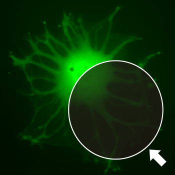 褪色した蛍光像のイメージ